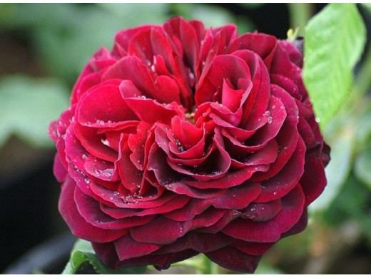 Роза шраб Роза шраб