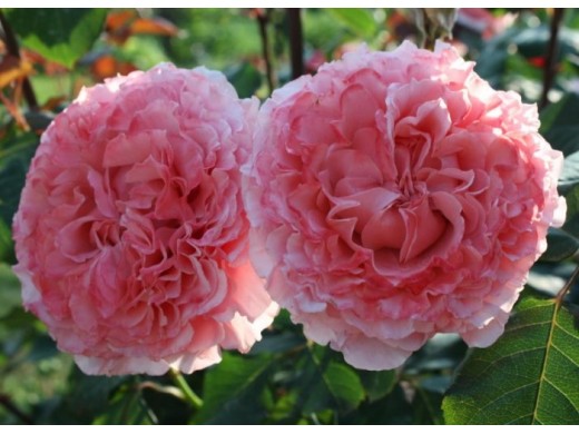 Роза шраб Роза шраб