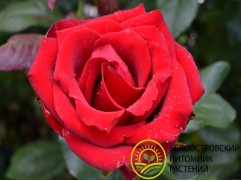 Роза чайно-гибридная 