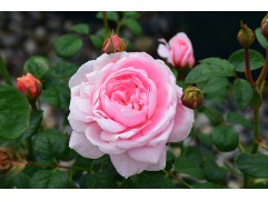 Роза английская 