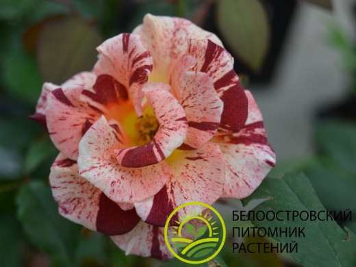 Роза шраб Роза шраб