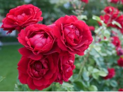 Роза плетистая Роза плетистая