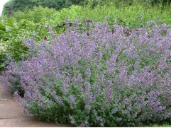 Котовник Фассена 