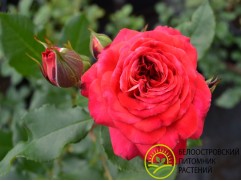 Роза флорибунда 