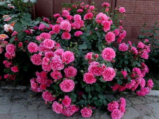 Роза шраб Роза шраб