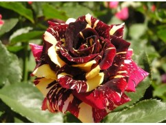 Роза штамбовая 