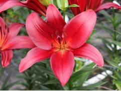 Лилия ТА-гибрид Лилия ТА-гибрид