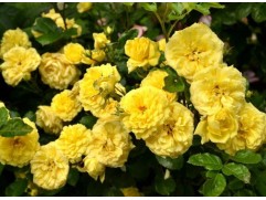 Роза штамбовая 