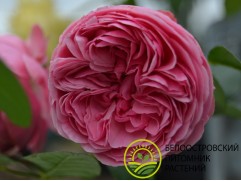 Роза штамбовая 