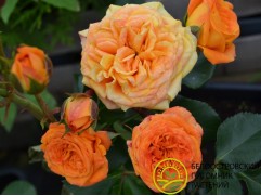 Роза штамбовая 