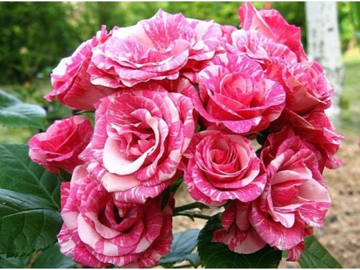 Роза штамбовая Роза штамбовая