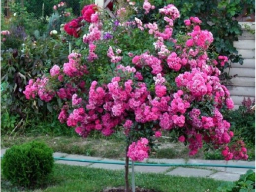 Роза штамбовая Роза штамбовая