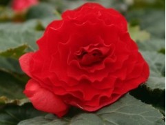 Бегония клубневая 