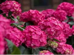 Гортензия крупнолистная Гортензия крупнолистная