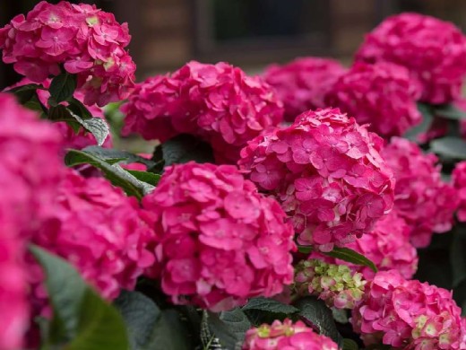 Гортензия крупнолистная Гортензия крупнолистная