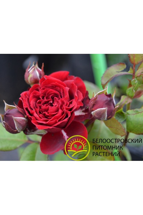 Роза штамбовая 
