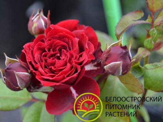 Роза штамбовая Роза штамбовая