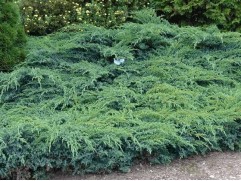 Можжевельник чешуйчатый 