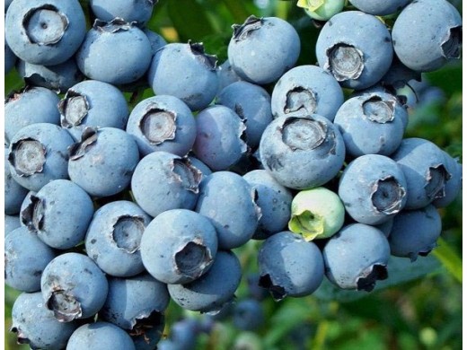 Голубика высокорослая Голубика высокорослая