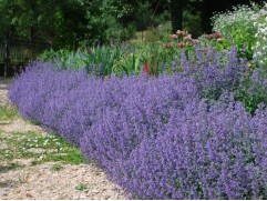 Котовник Фассена 