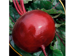 Свекла столовая 