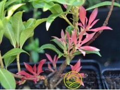 Пиерис японский 