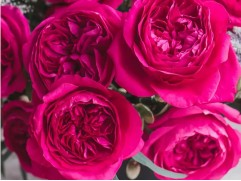 Роза английская 