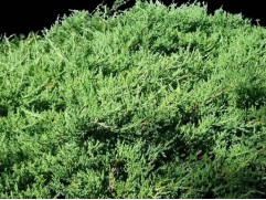 Можжевельник средний 