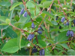 Жимолость Жимолость