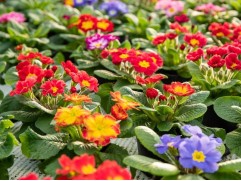 Примула бесстебельная Примула бесстебельная