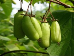 Актинидия Коломикта 