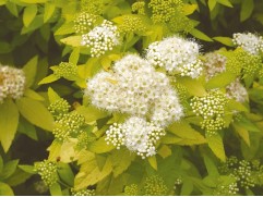 Спирея японская Спирея японская