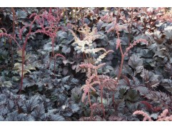 Астильба Тунберга Chocolate Shogun ( Контейнер 2,0 л.)