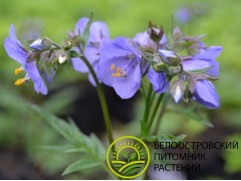 Синюха иезонская 