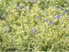 Синюха лазурная 