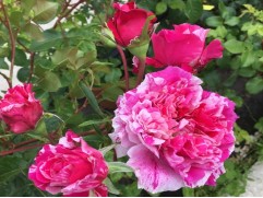 Роза плетистая Роза плетистая