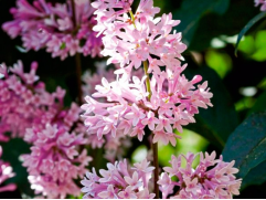 Сирень волосистая 