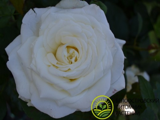 Роза чайно-гибридная Роза чайно-гибридная