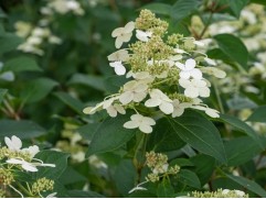 Гортензия метельчатая Гортензия метельчатая