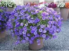 Петуния ампельная 