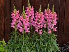 Антирринум 