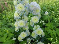 Дельфиниум высокий 