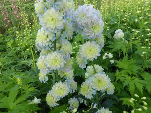 Дельфиниум высокий Дельфиниум высокий