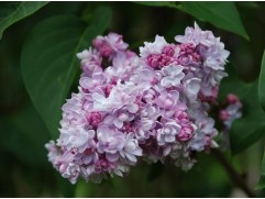 Сирень обыкновенная 