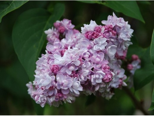 Сирень обыкновенная Сирень обыкновенная