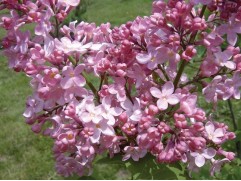 Сирень обыкновенная 