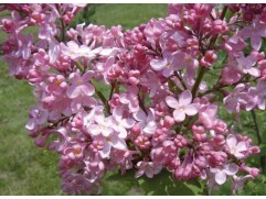 Сирень обыкновенная 