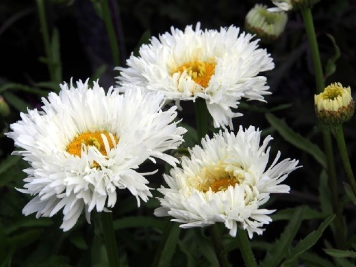 Нивяник наибольший Нивяник наибольший