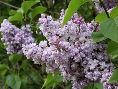 Сирень обыкновенная 