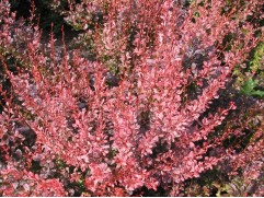 Барбарис Тунберга 